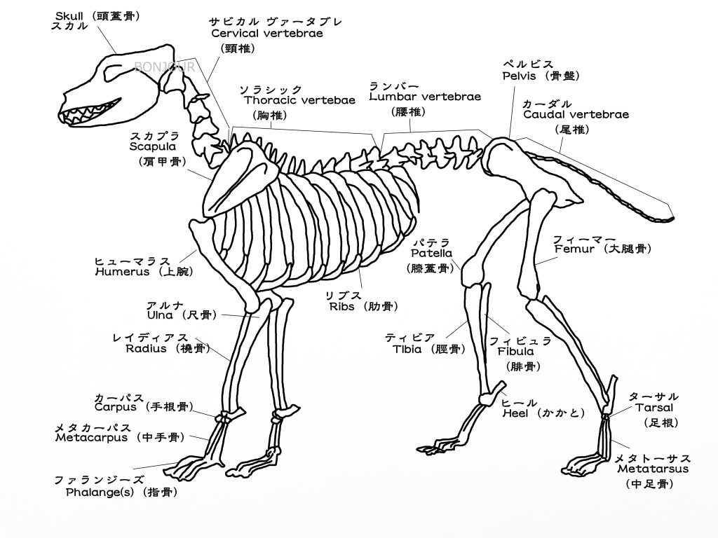 骨格図一覧 犬のカラダ図鑑 犬の整体BONJOUR（ボンジュール）