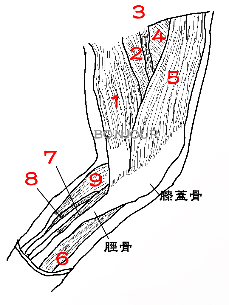 背面・後脚内側の筋肉図 犬の整体BONJOUR（ボンジュール）